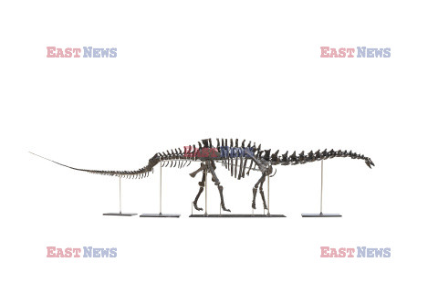 Szkielet apatozaura sprzedany za 5,2 mln GBP