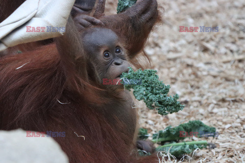 Sześciomiesięczny orangutan z matką