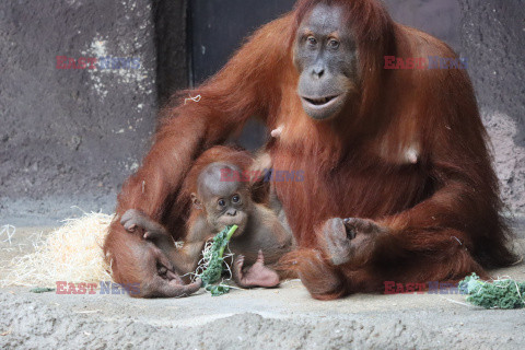 Sześciomiesięczny orangutan z matką