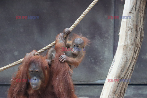 Sześciomiesięczny orangutan z matką