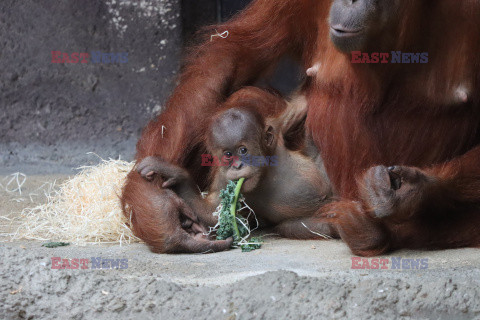 Sześciomiesięczny orangutan z matką