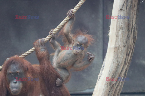 Sześciomiesięczny orangutan z matką