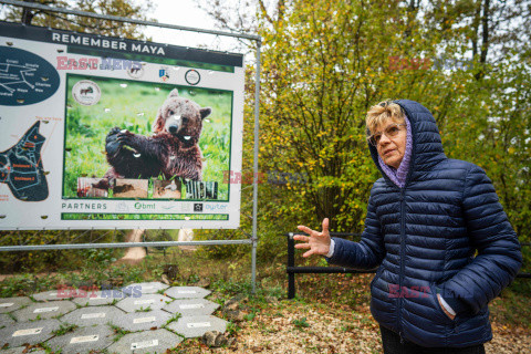 Rezerwat niedźwiedzi w rumuńskich Karpatach