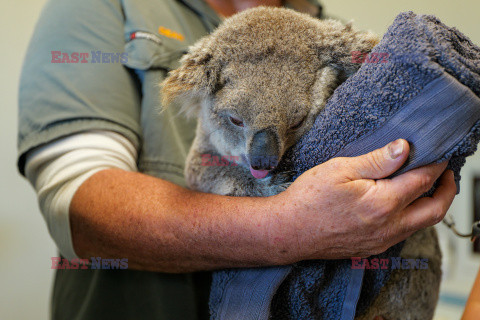 Koala u lekarza