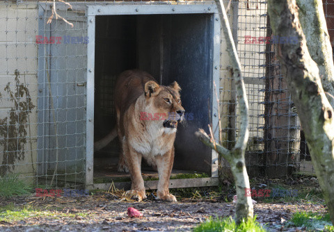 Ukraińskie lwice w ZOO w West Calder