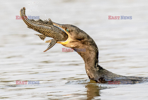 Kormoran połyka rybę