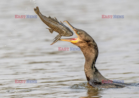 Kormoran połyka rybę