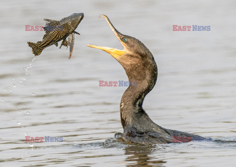 Kormoran połyka rybę