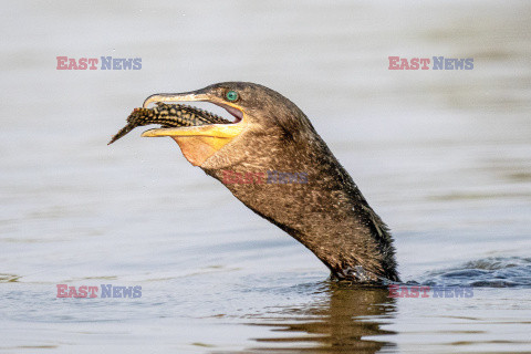 Kormoran połyka rybę