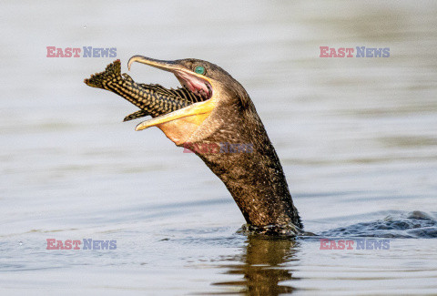 Kormoran połyka rybę