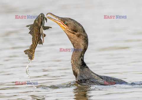 Kormoran połyka rybę