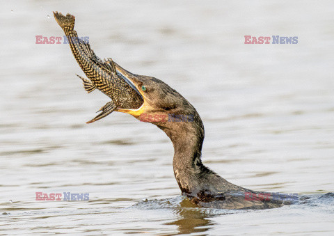 Kormoran połyka rybę