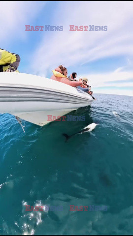 Delfin tonin pod łodzią turystyczną