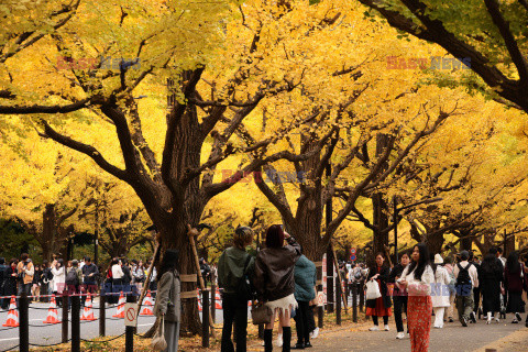 Żółte liście miłorzębów w parku Jingu-gaien w Tokio