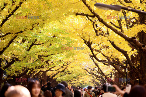 Żółte liście miłorzębów w parku Jingu-gaien w Tokio