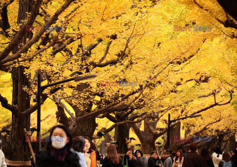 Żółte liście miłorzębów w parku Jingu-gaien w Tokio