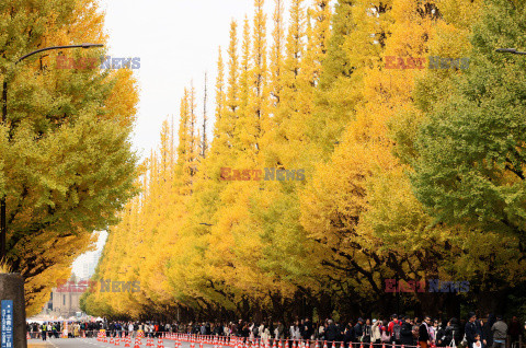 Żółte liście miłorzębów w parku Jingu-gaien w Tokio