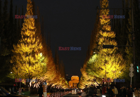 Żółte liście miłorzębów w parku Jingu-gaien w Tokio