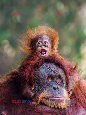 Mały orangutan robi miny