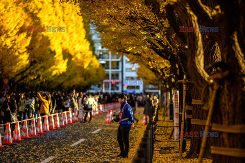 Żółte liście miłorzębów w parku Jingu-gaien w Tokio