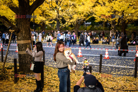 Żółte liście miłorzębów w parku Jingu-gaien w Tokio