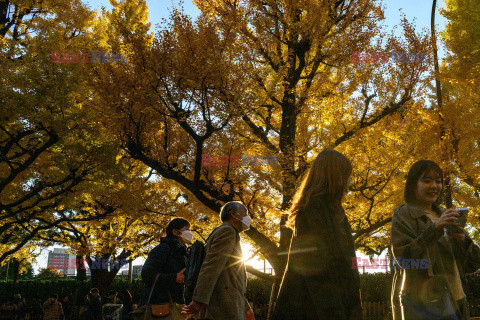 Żółte liście miłorzębów w parku Jingu-gaien w Tokio