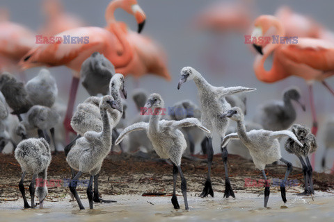 Flamingi karmią pisklęta