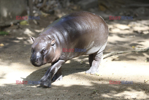 Młody hipopotam atrakcją zoo w Si Racha