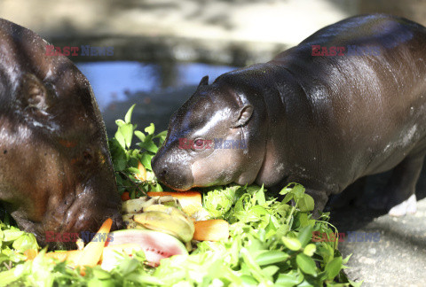 Młody hipopotam atrakcją zoo w Si Racha