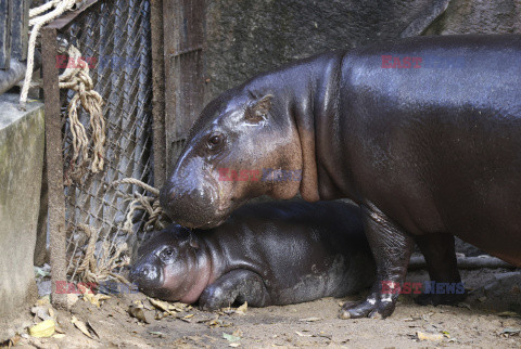 Młody hipopotam atrakcją zoo w Si Racha