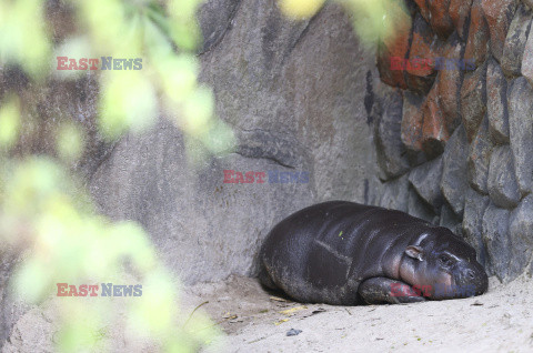 Młody hipopotam atrakcją zoo w Si Racha