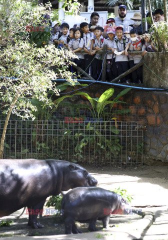 Młody hipopotam atrakcją zoo w Si Racha