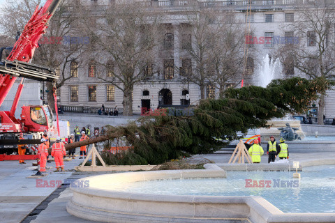 Na Trafalgar Square stanęła choinka