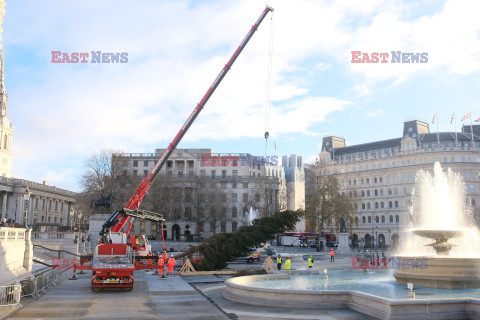 Na Trafalgar Square stanęła choinka