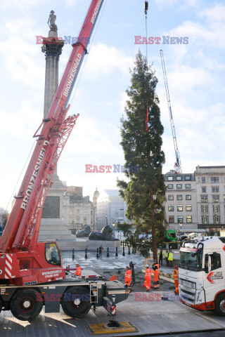 Na Trafalgar Square stanęła choinka