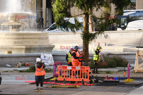 Na Trafalgar Square stanęła choinka