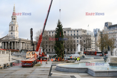 Na Trafalgar Square stanęła choinka