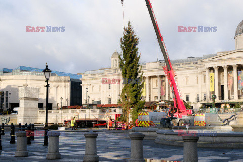 Na Trafalgar Square stanęła choinka