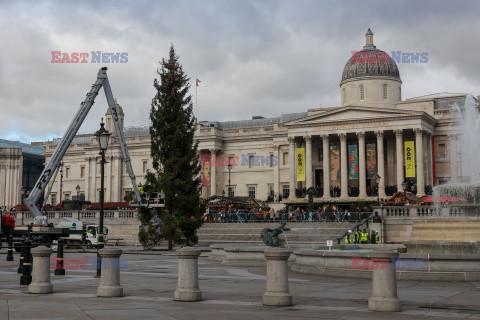 Na Trafalgar Square stanęła choinka