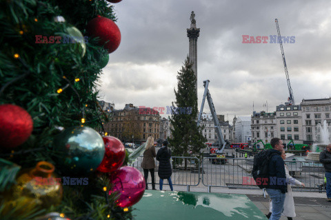 Na Trafalgar Square stanęła choinka