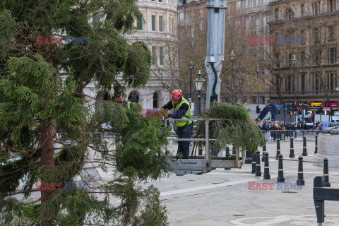 Na Trafalgar Square stanęła choinka