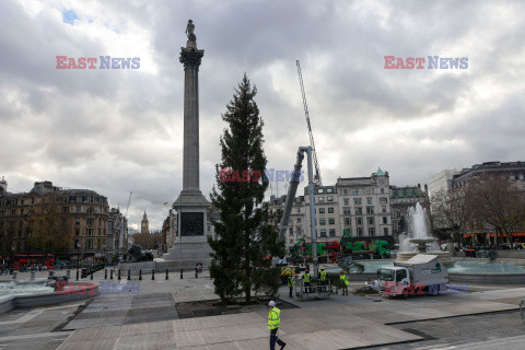 Na Trafalgar Square stanęła choinka