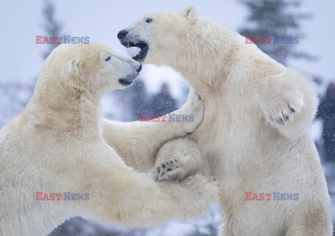 Przyjacielski sparing niedźwiedzi polarnych