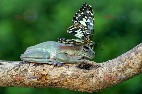 Motyl przysiadł na żabce