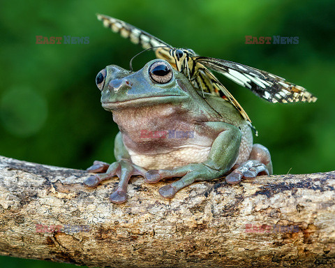 Motyl przysiadł na żabce