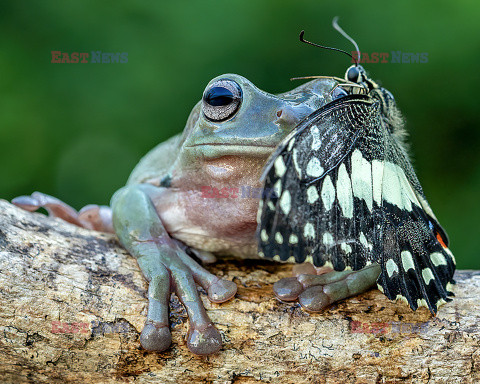 Motyl przysiadł na żabce