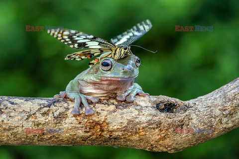 Motyl przysiadł na żabce