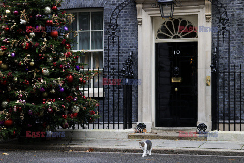 Choinka przy Downing Street 10