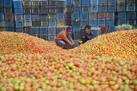 Sortowanie pomidorów w Bangladeszu