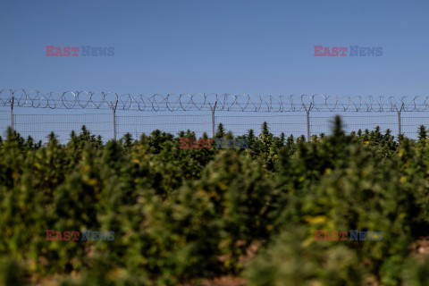 Portugalia specjalizuje się w produkcji leczniczej marihuany